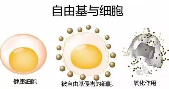 硒語(yǔ) | 美國(guó)華裔專家揭曉新病毒與自由基的關(guān)系！