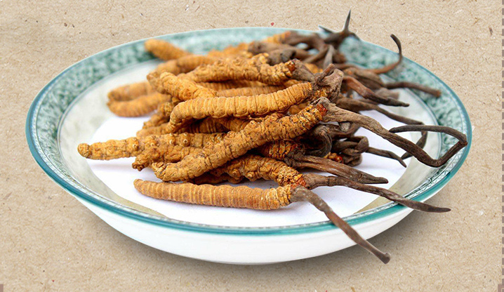 冬蟲(chóng)夏草科技發(fā)展的里程碑——蝙蝠蛾擬青霉菌