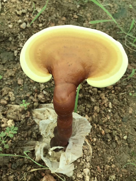 靈芝雖好，盡量不要和它們不能一起使用