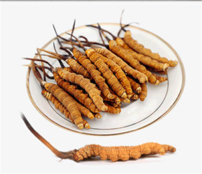 大自然真奇妙，蝙蝠蛾與蟲(chóng)草菌相遇，這就是冬蟲(chóng)夏草