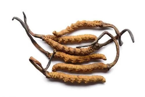 冬蟲(chóng)夏草真的能抗癌嗎？